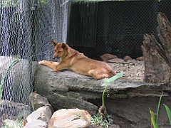 CairnsTC209 Cairns Tropical Zoo